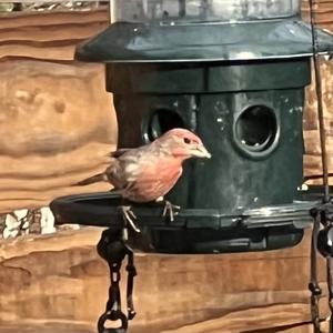 House Finch