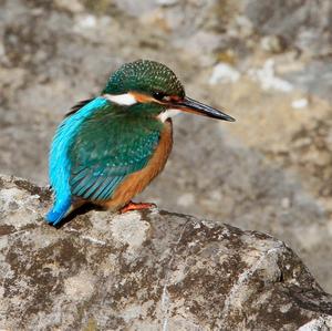 Common Kingfisher