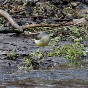 Grey Wagtail