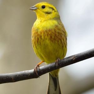 Yellowhammer