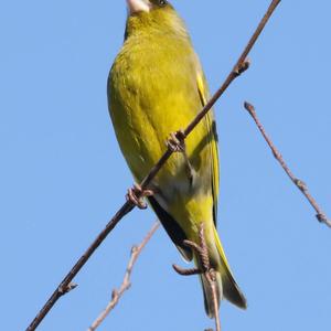 European Greenfinch