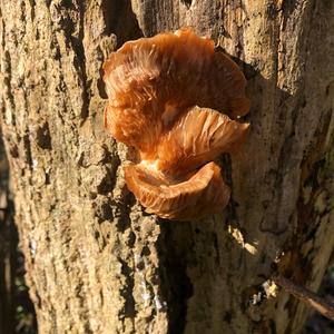 Oyster Mushroom