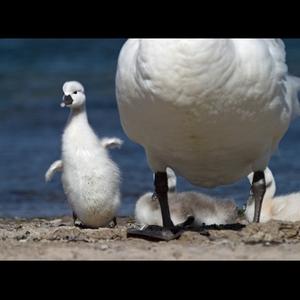 Mute Swan