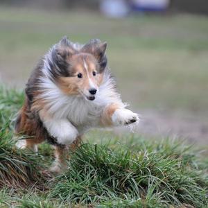 Shetland Sheepdog