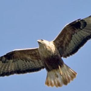 Long-legged Buzzard