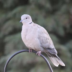 Eurasian Collared-dove