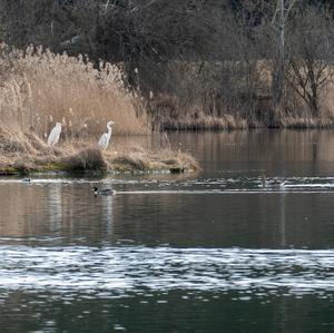 Great Egret