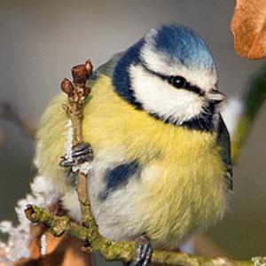 Blue Tit