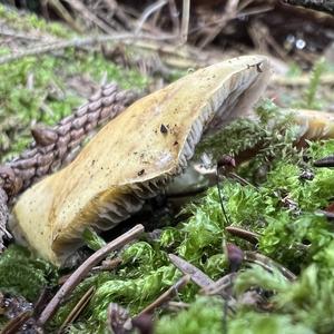 Smoky-gilled Hypholoma