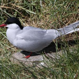 Küstenseeschwalbe