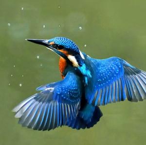 Common Kingfisher