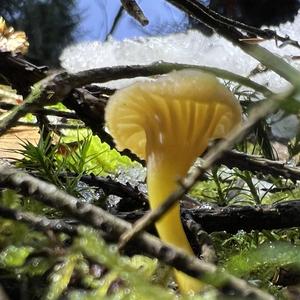 Trumpet Chanterelle