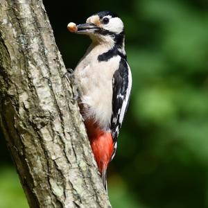 Great Spotted Woodpecker