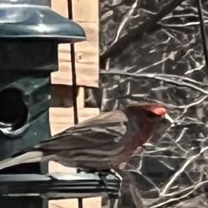 House Finch