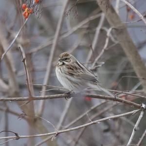 Reed Bunting