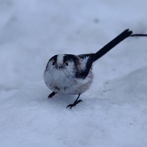 Long-tailed Tit