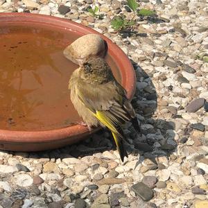 European Greenfinch