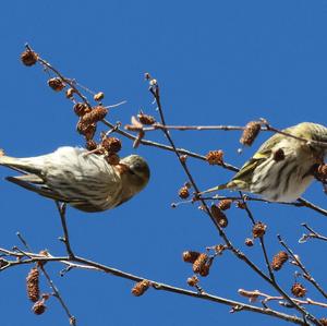 Eurasian Siskin