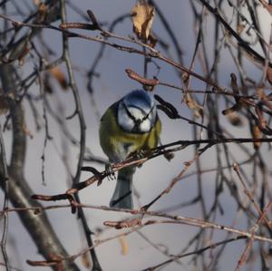 Blue Tit