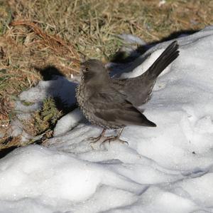 Eurasian Blackbird