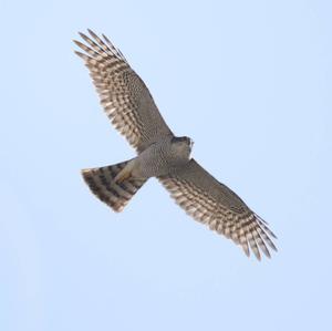 Eurasian Sparrowhawk