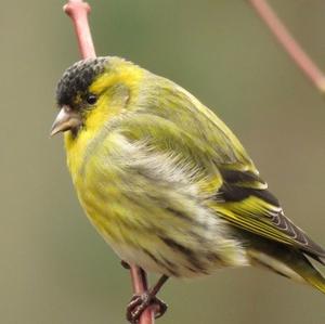 Eurasian Siskin