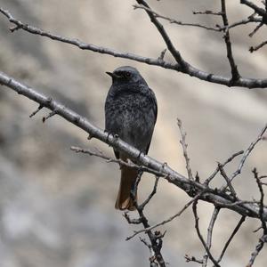 Black Redstart