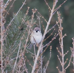 Eurasian Tree Sparrow