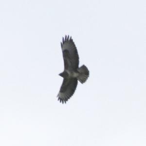 Common Buzzard