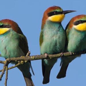 European Bee-eater