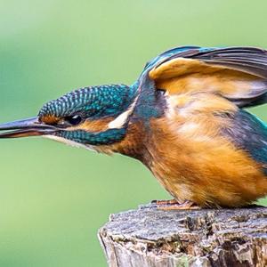 Common Kingfisher