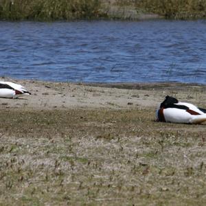 Common Shelduck