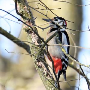 Great Spotted Woodpecker