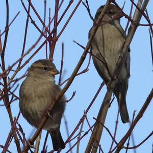 House Sparrow