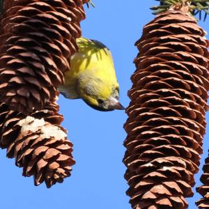 Eurasian Siskin