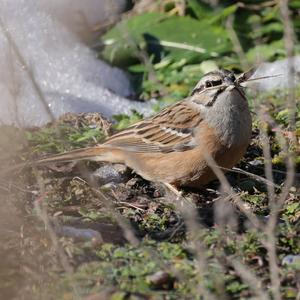 Rock Bunting