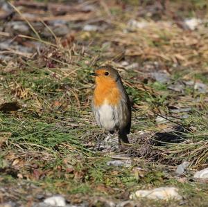 European Robin