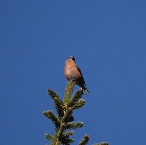 Red Crossbill