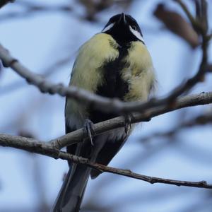 Great Tit