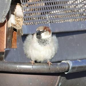 House Sparrow