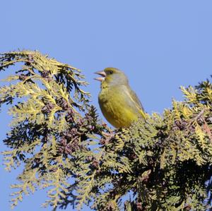 European Greenfinch