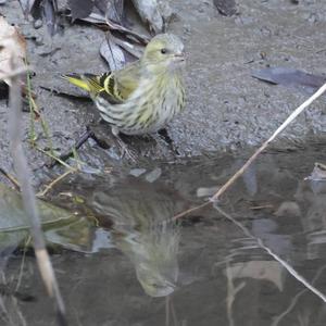 Eurasian Siskin