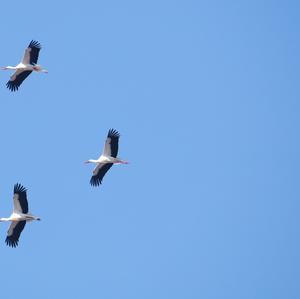 White Stork