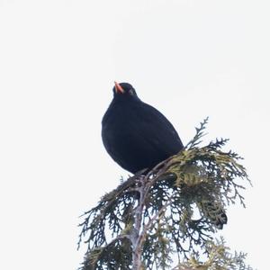 Eurasian Blackbird