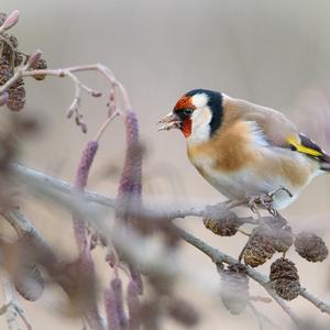 European Goldfinch