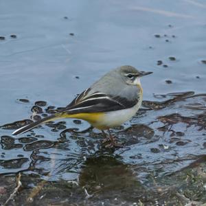 Grey Wagtail