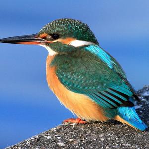 Common Kingfisher