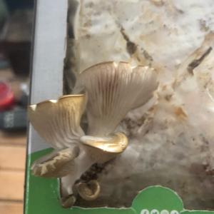 Oyster Mushroom