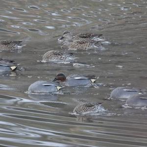 Common Teal