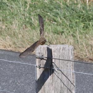 Northern Wheatear